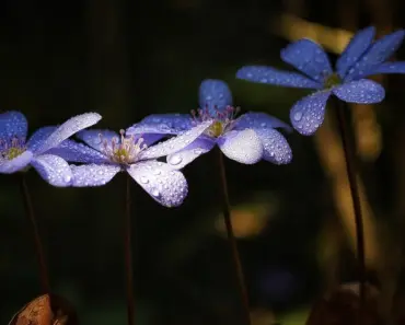 Dot’s Garden: 5 Blue & Purple Spring Flowers