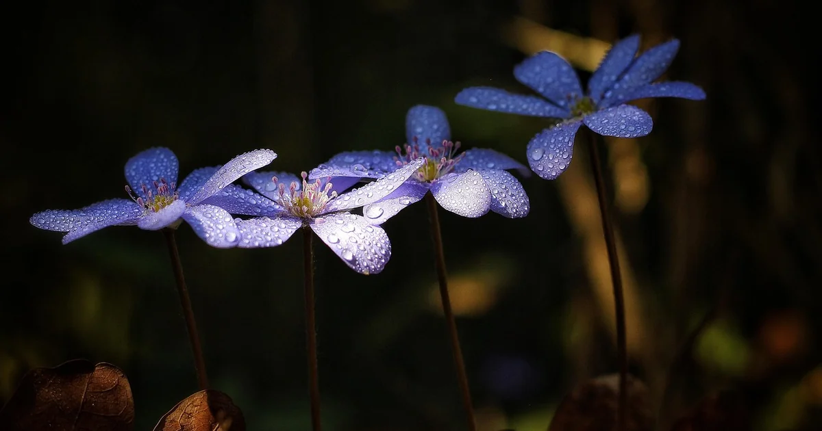 blue purple spring flowers