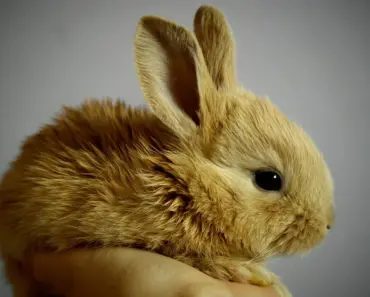 5 Humane Ways to Protect Garden Crops from Rabbits 5 Humane Ways to Protect Garden Crops from Rabbits
