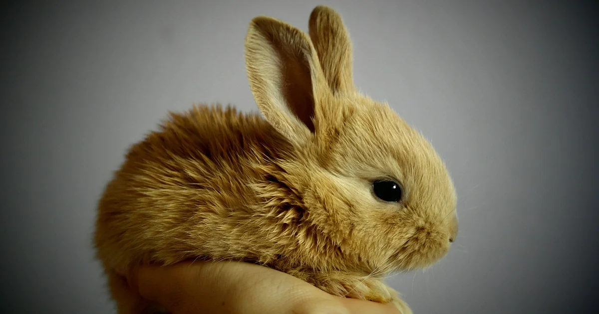 humane rabbit control