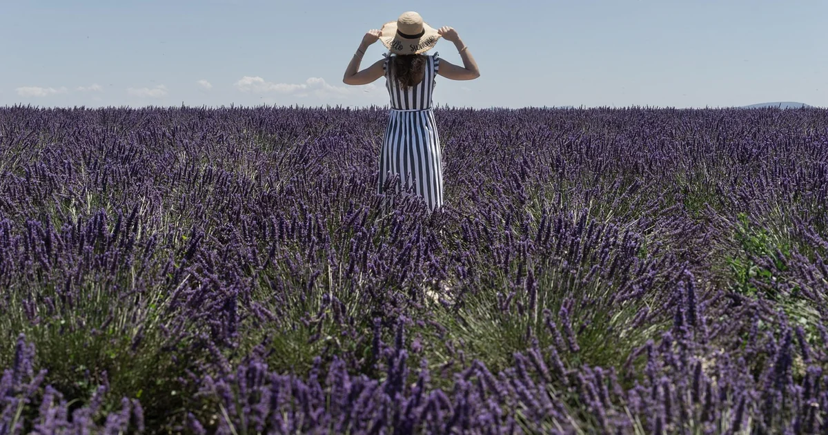 purple summer flowers