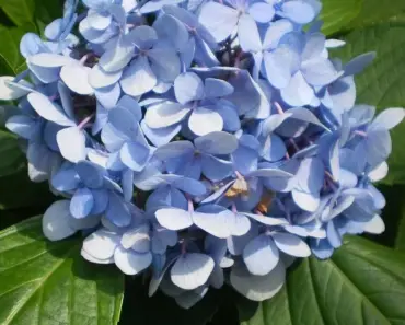 5 Beautiful Blooms from Susan’s Garden in North Carolina
