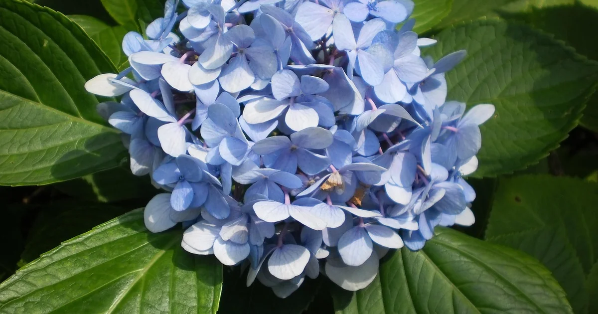 spring blooms north carolina