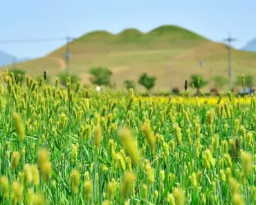 7 Ancient Grain Plants to Add Color and Flavor to Borders 7 Ancient Grain Plants to Add Color and Flavor to Borders