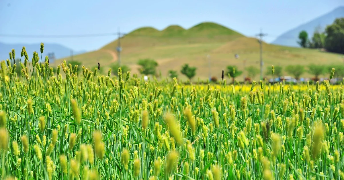 ancient grain plants