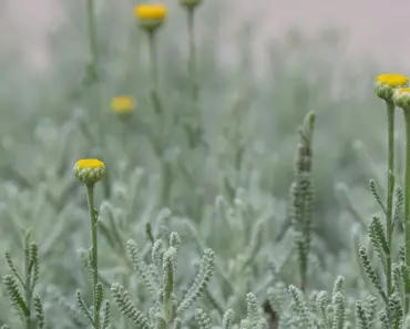5 Simple Spring Ideas for Lee’s New York Garden