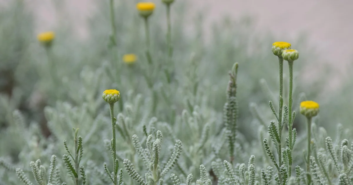 simple spring garden