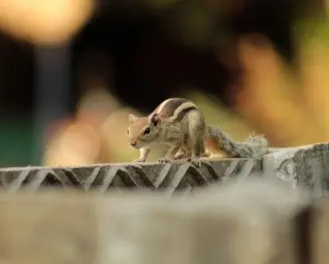 9 Simple Methods to Get Rid of Squirrels in Your Yard