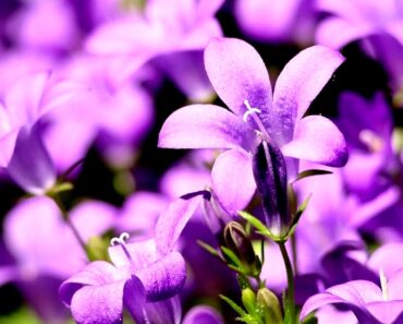 Business Insurance for Gardeners: What Solo Pros Must Know to Grow