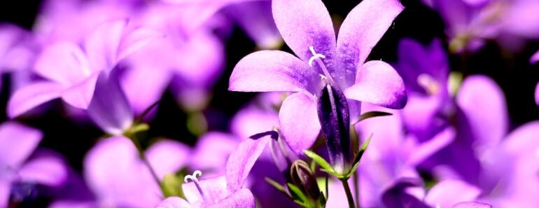 Business Insurance for Gardeners: What Solo Pros Must Know to Grow