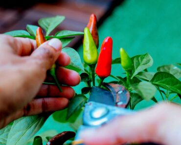 Hot Pepper Gardening: Your Complete Seasonal Guide for Minnesota