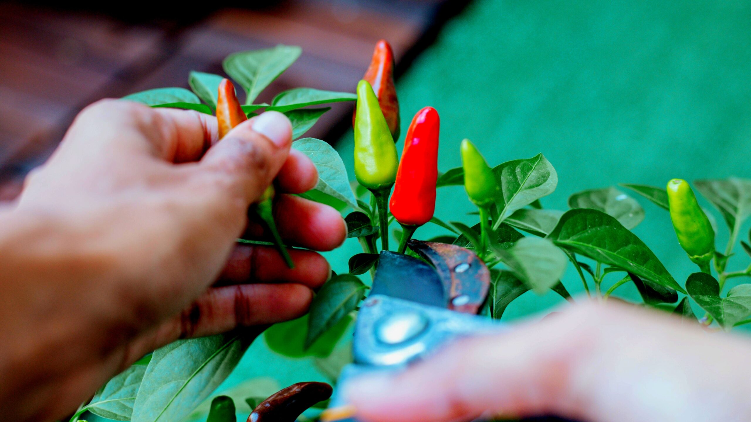 Hot pepper gardening in Minnesota: ripe red chili peppers on the vine in a backyard garden