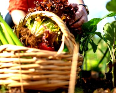 Veganic Gardening: A Complete Guide to Plant-Based Soil Fertility