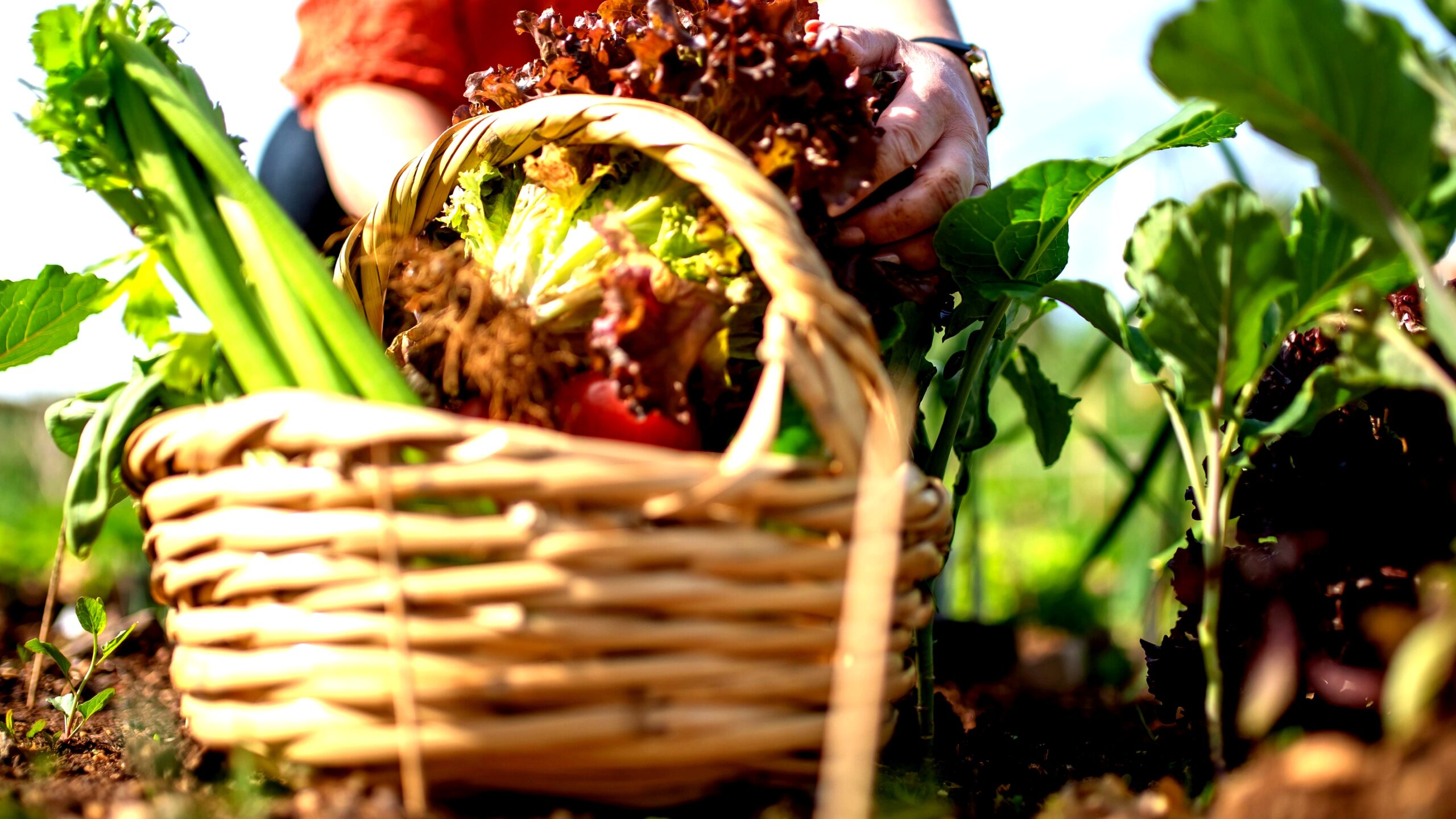 A lush veganic garden bed with thriving vegetables and a compost pile in the background, demonstrating veganic gardening principles.