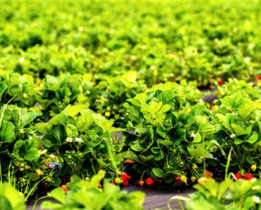 Market Gardening for Absolute Beginners: How to Start with Just $200