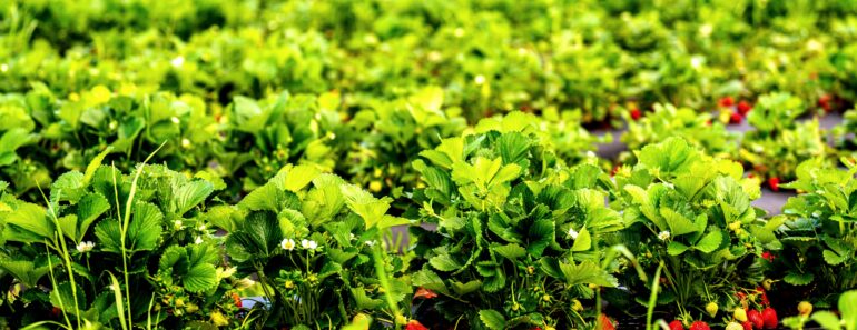 Market Gardening for Absolute Beginners: How to Start with Just $200