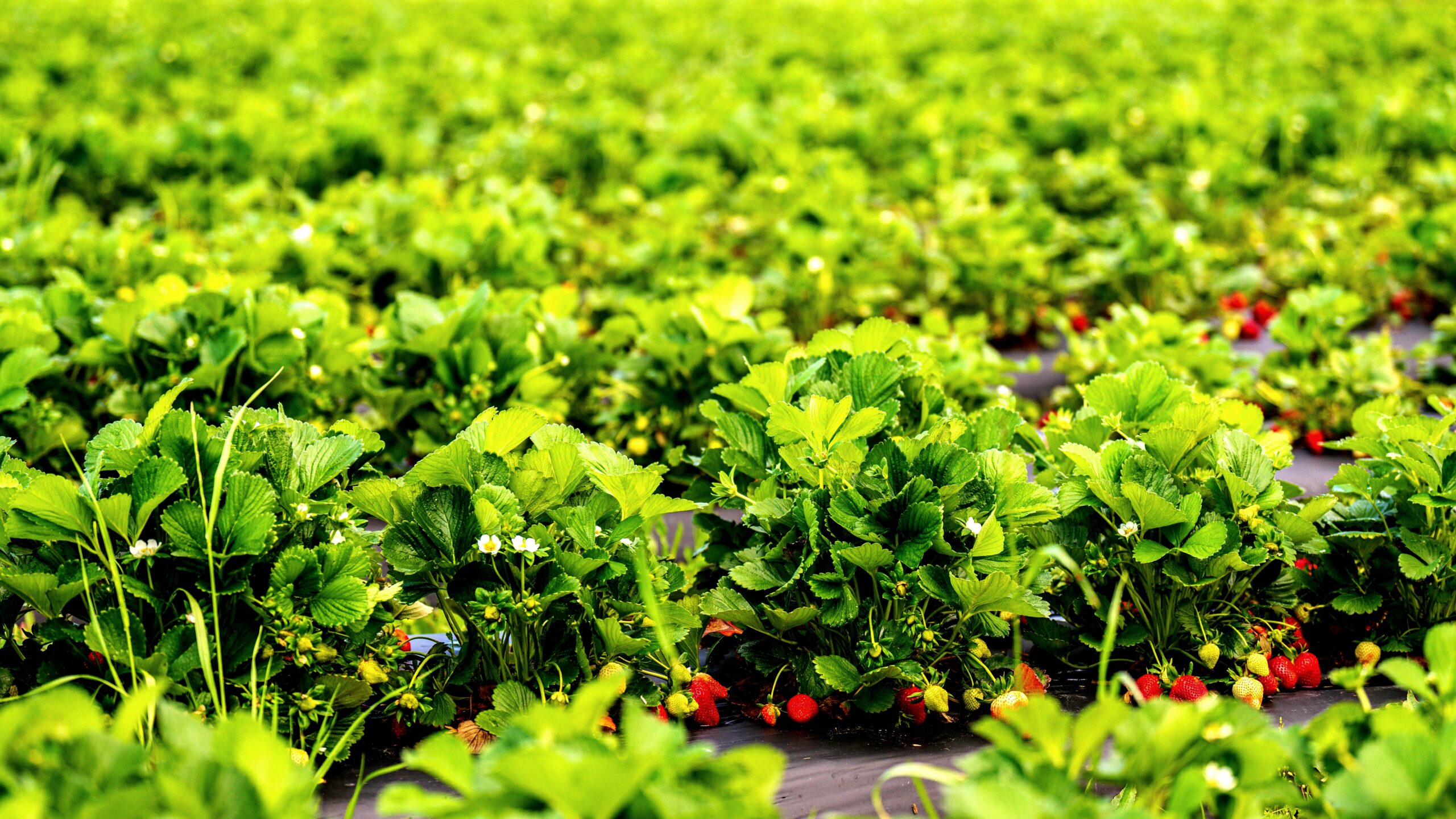 Market gardening for beginners: a small vegetable plot with rows of greens and a notebook for record keeping