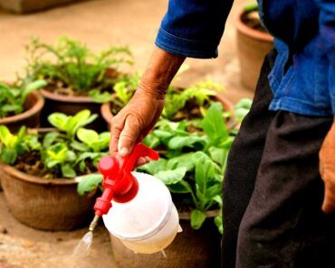 Green Gardening: A Stewardship Approach to Your Yard