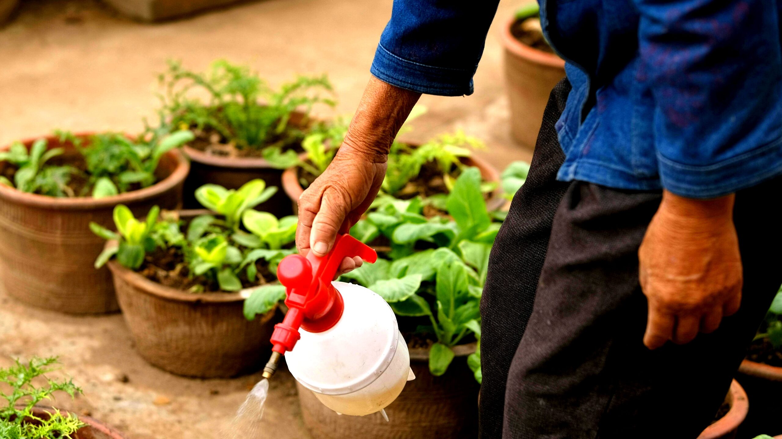 Lush green garden with native plants and a gardener using hand tools for green gardening