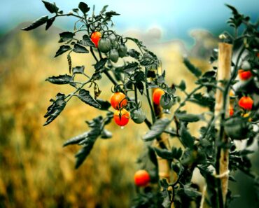 Tips for Growing Vegetables: Soil, Cover Crops & Seasons