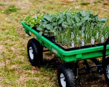 How to Organize Garden Work Zones for a Productive Backyard