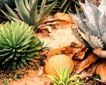 Desert Landscape Gardens: From Lawn to Low-Water Oasis