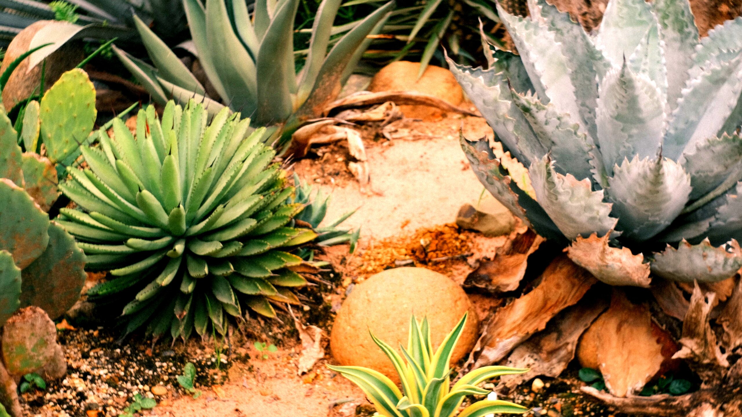 A beautiful desert landscape garden featuring succulents, gravel beds, and a pergola for shade