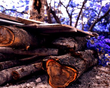 Best Outdoor Wood: A Buyer’s Guide to 9 Durable Choices