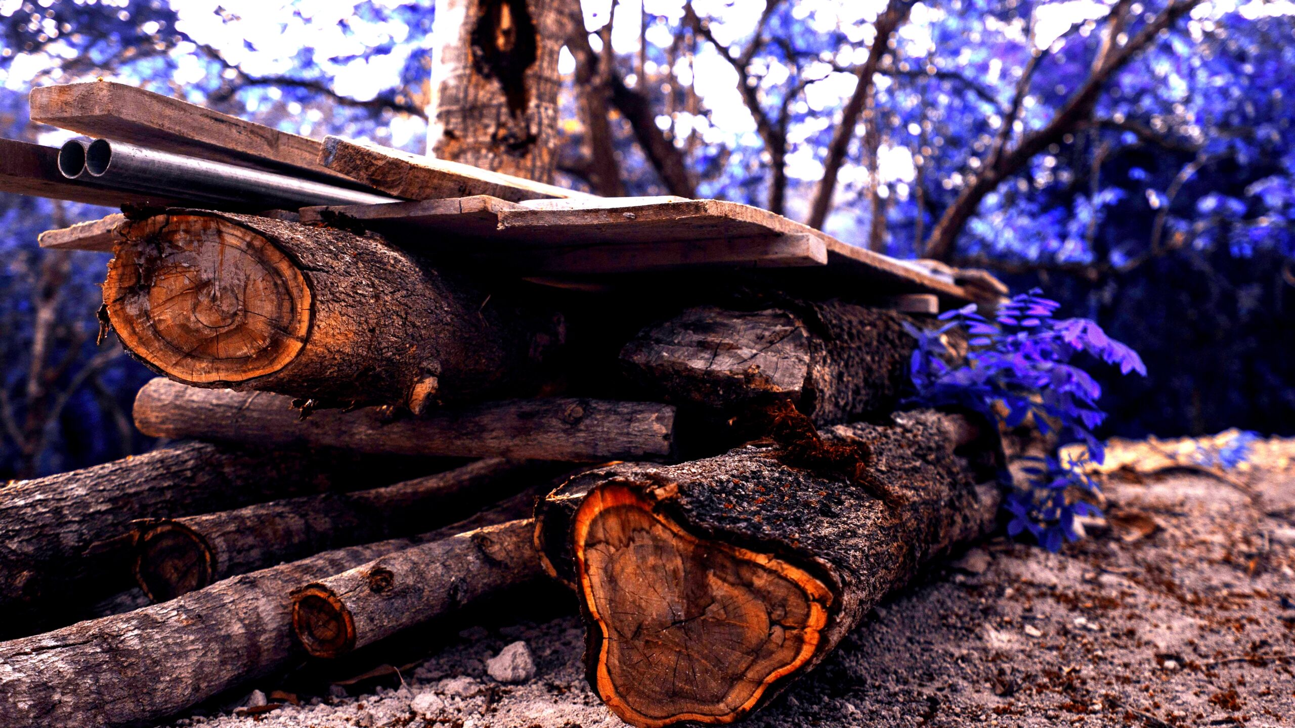 Best outdoor wood types: cedar, redwood, ipe, and more for durable outdoor projects