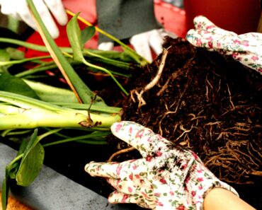Indoor Gardening: A Step-by-Step Guide for Beginners Indoor Gardening: A Step-by-Step Guide for Beginners