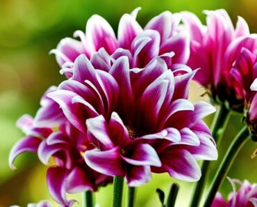 Family Gardening: A Beginner’s Guide to Growing and Planting with Kids