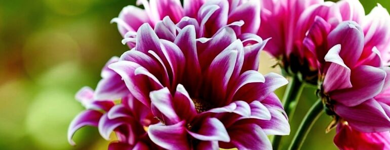 Family Gardening: A Beginner’s Guide to Growing and Planting with Kids