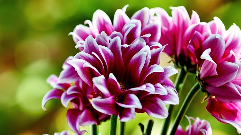 Family gardening guide for beginners with kids growing vegetables in a backyard garden