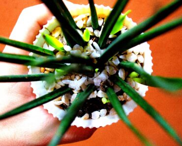 Healthy Plant: Smart Swaps for a Heart-Healthy Diet Healthy Plant: Smart Swaps for a Heart-Healthy Diet