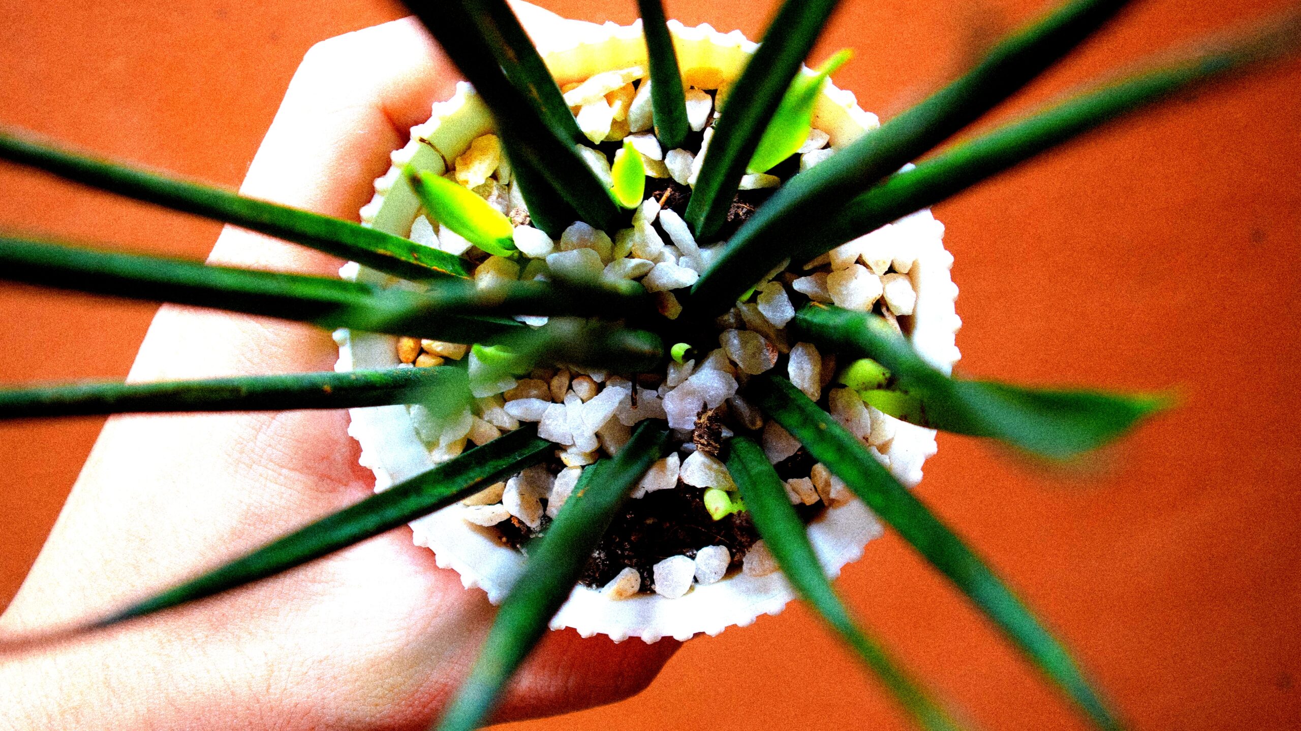 Healthy plant diet swap guide with whole grains, legumes, nuts
