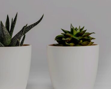 Elegant House Plants: Thriving Indoor Greenery for Winter Elegant House Plants: Thriving Indoor Greenery for Winter