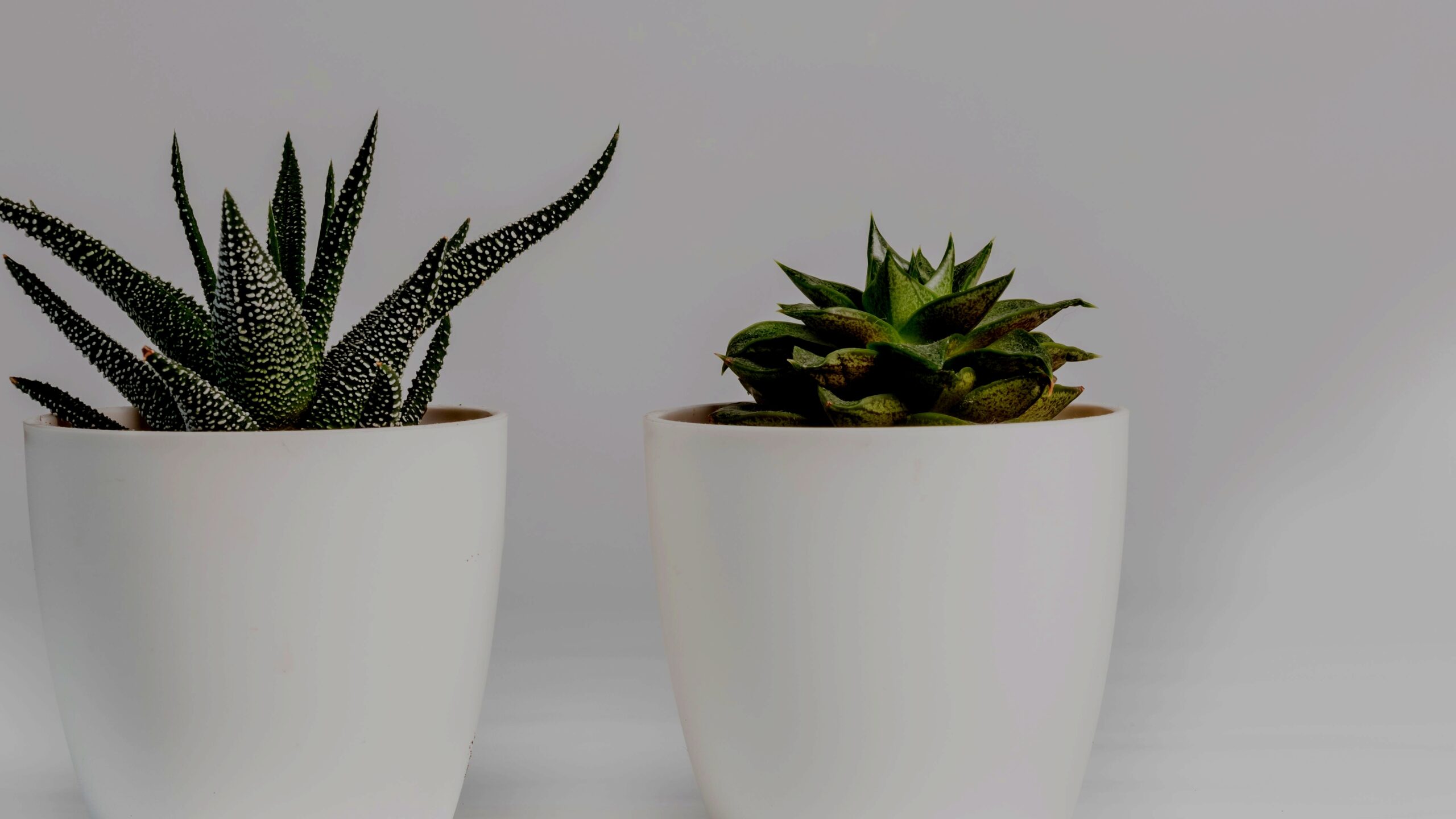 elegant house plants for winter indoor garden