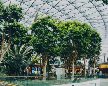 Indoor Landscaping: How Plants Boost Wellness and Business Efficiency Indoor Landscaping: How Plants Boost Wellness and Business Efficiency