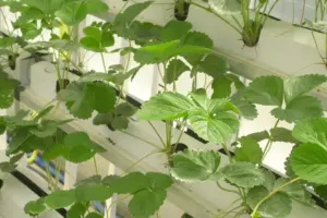 Grow Your Own Fiber: 7 Expert Planting Tips