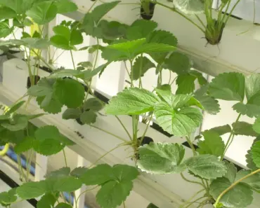 Grow Your Own Fiber: 7 Expert Planting Tips