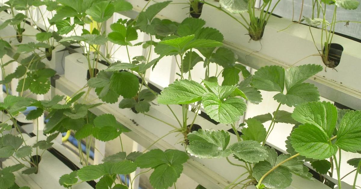Growing fiber vegetables