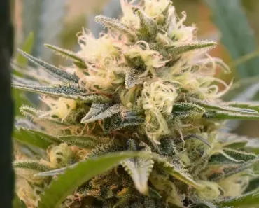 Grow Cannabis: 7 Steps From Planting to Harvest Grow Cannabis: 7 Steps From Planting to Harvest