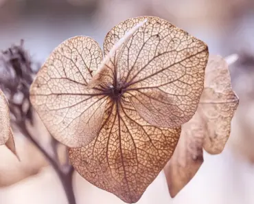 Wilting Hydrangeas? 3 Watering Schedule Fixes