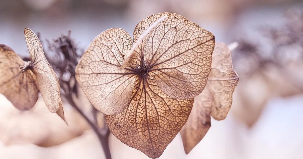 Hydrangea watering schedule