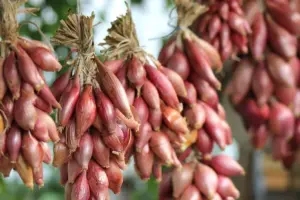 Dallas Kitchen Garden Expert Kenley Larkin’s Top 7 Tips