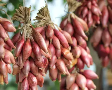 Dallas Kitchen Garden Expert Kenley Larkin’s Top 7 Tips Dallas Kitchen Garden Expert Kenley Larkin’s Top 7 Tips