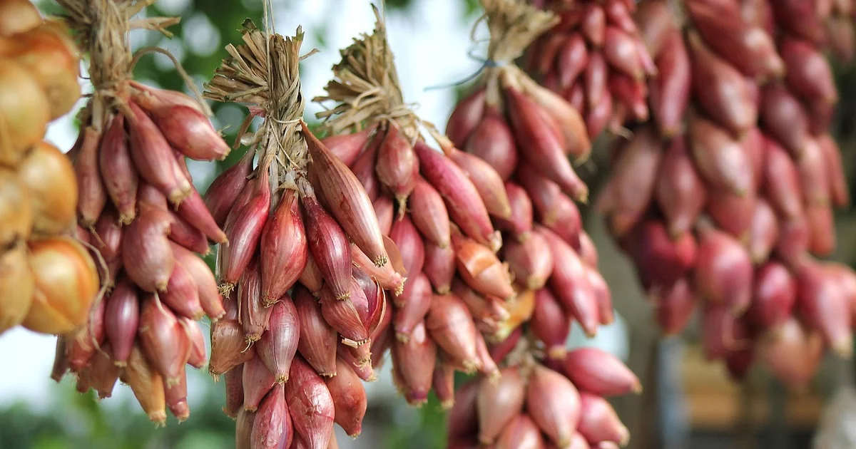 Kitchen garden tips