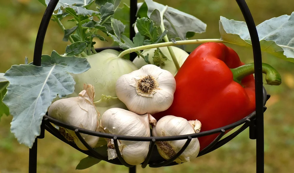 March vegetable planting - real-life example
