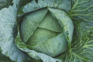 7 Vegetable Gardening Ideas for May