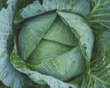 7 Vegetable Gardening Ideas for May